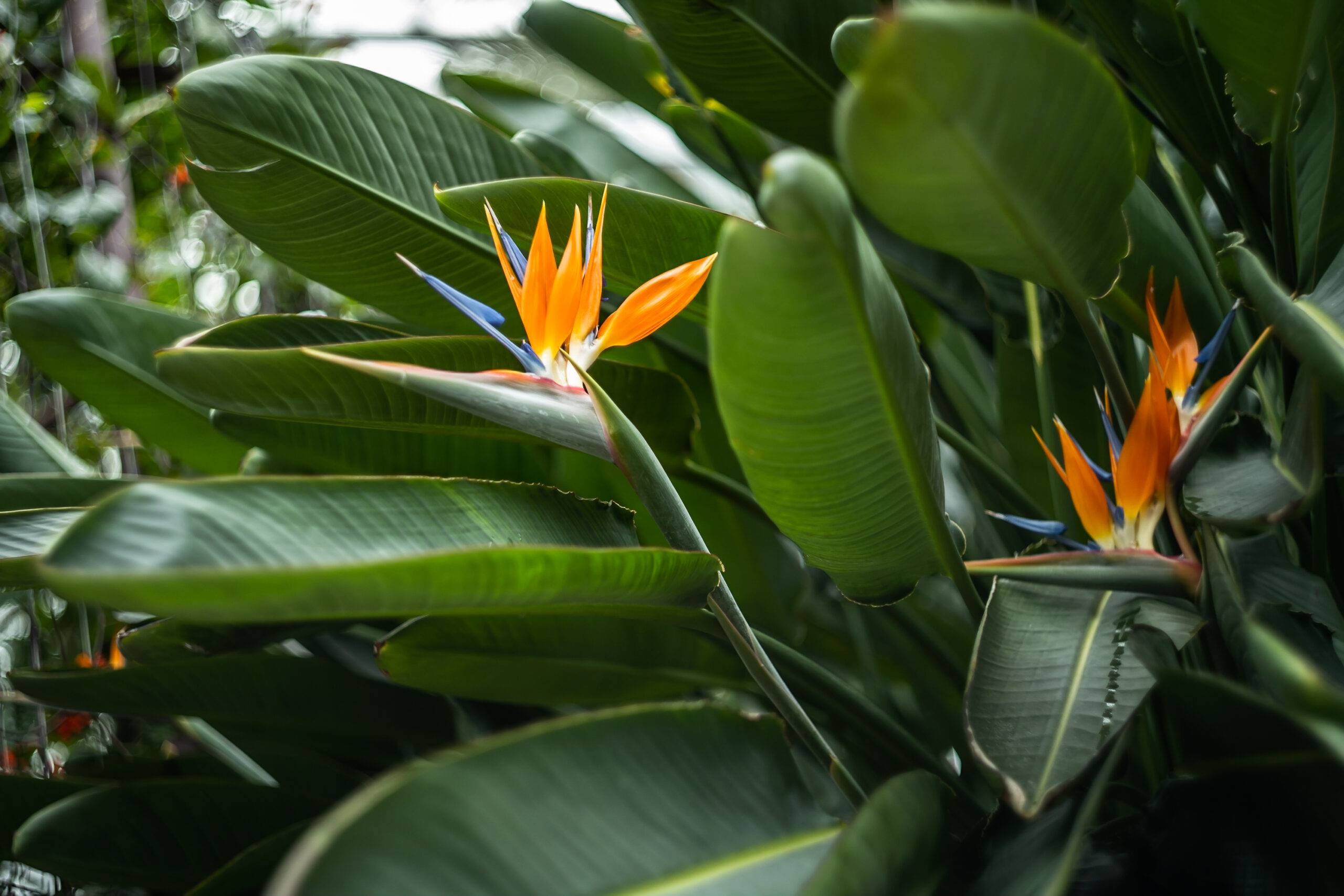 A flowering bird of paradise plant.